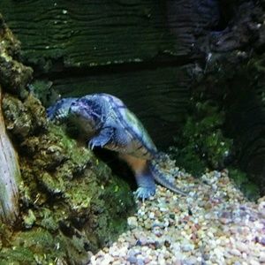 Meet your Posher, Shelby